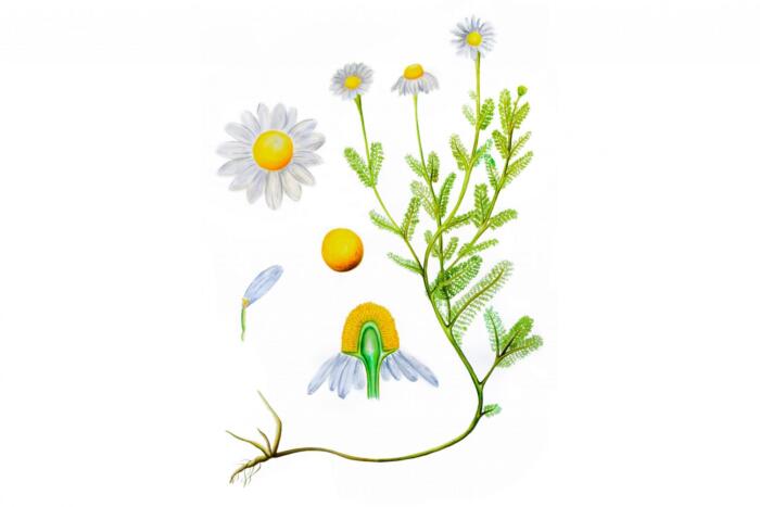 Coleção Herbária - Madelana A Janela