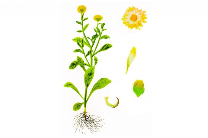 Coleção Herbária - Madelana A Janela