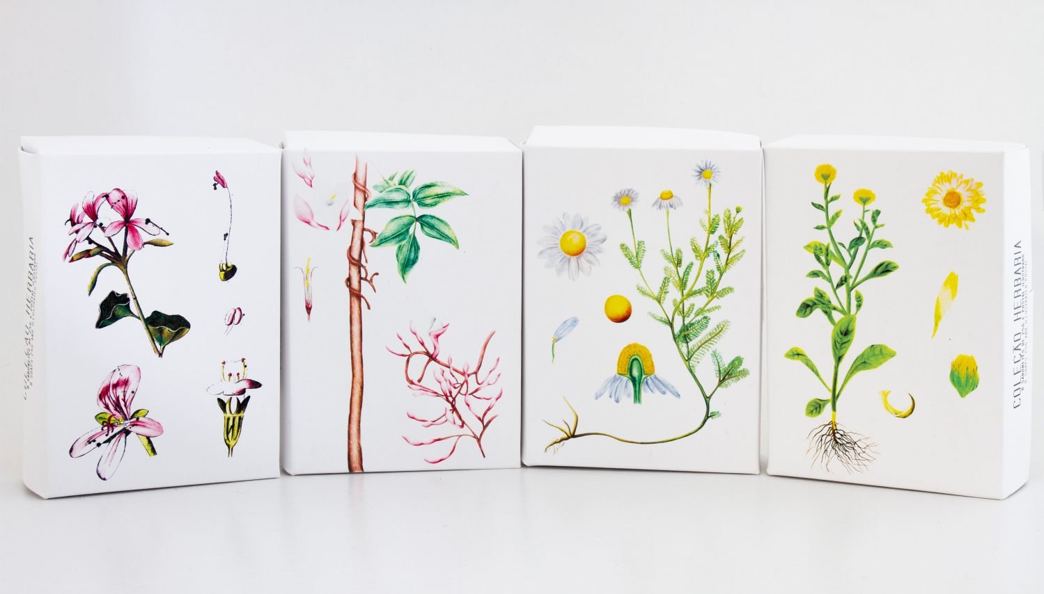 Coleção Herbária - Madelana A Janela